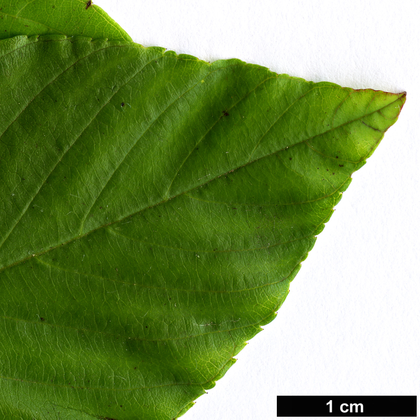 High resolution image: Family: Rhamnaceae - Genus: Frangula - Taxon: carolineana
